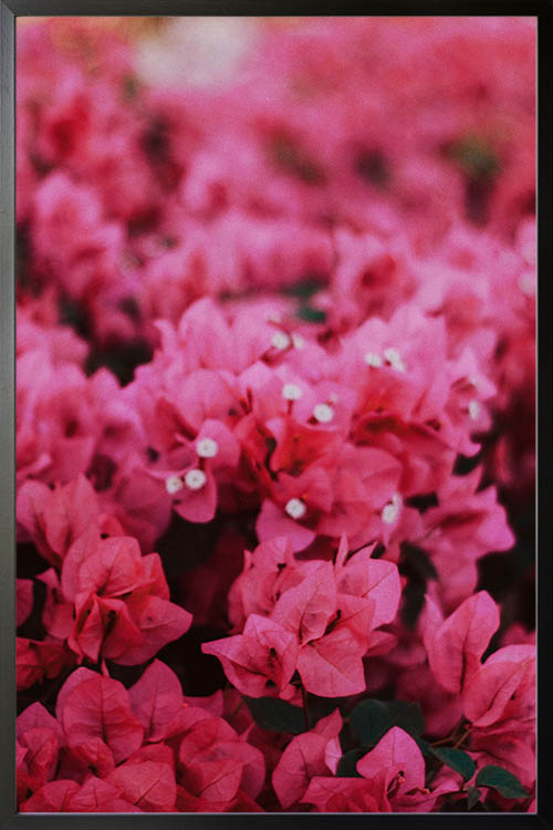 Pink Flowers poster