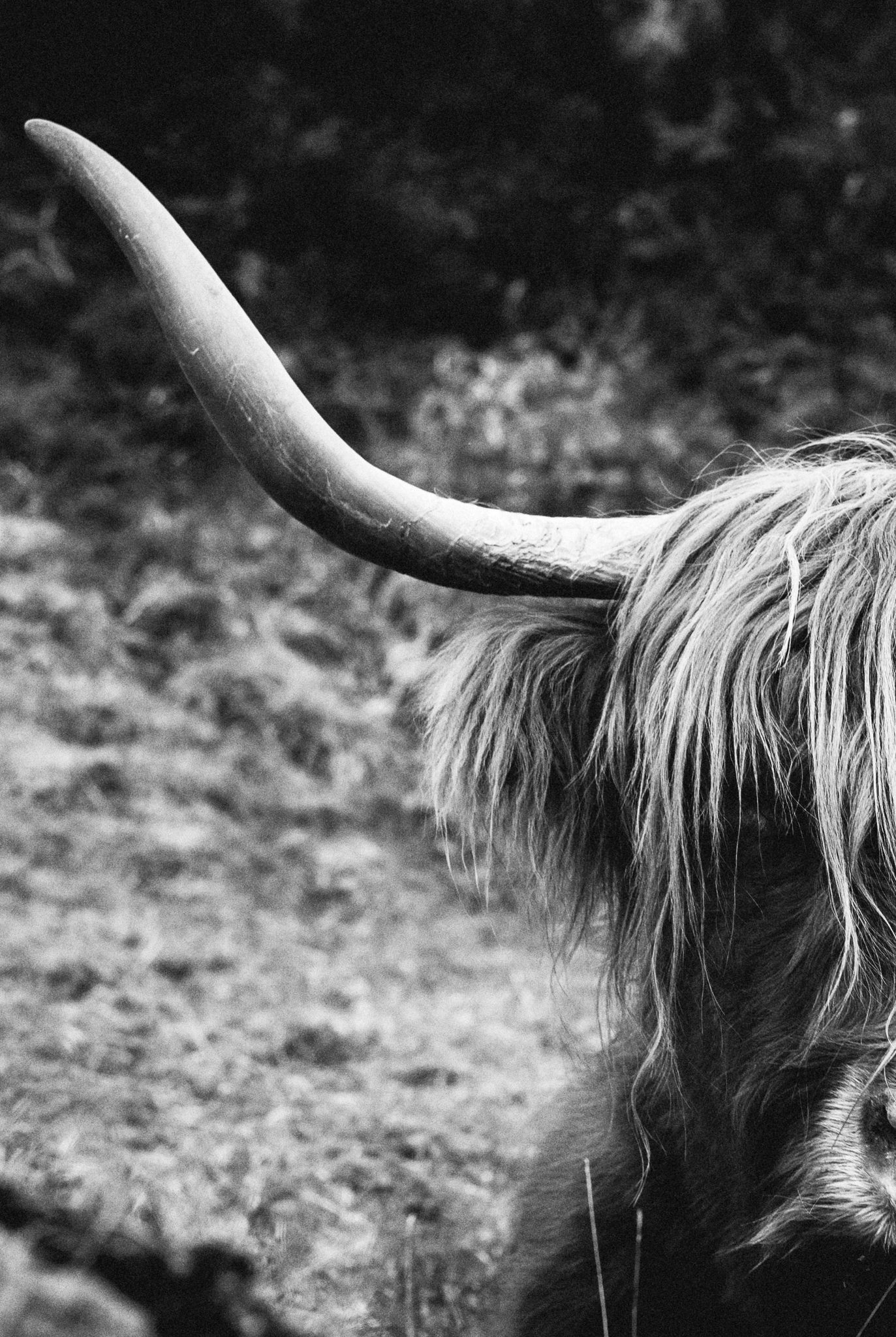 Highland Cow Black And White Poster Artdesign 