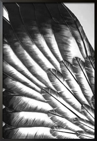 Black and white feather spread poster with frame