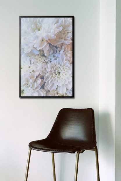 White dahlias poster in interior