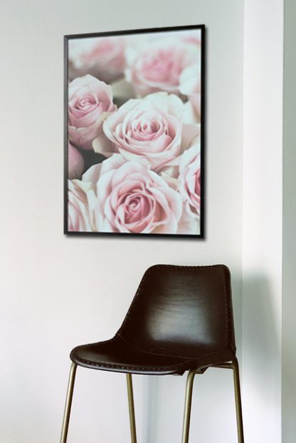 Roses pink poster in interior