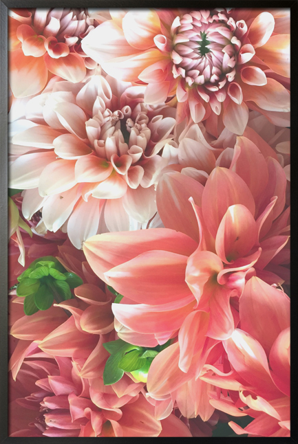 Pink dahlias poster - Artdesign