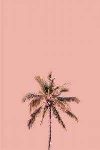 Palm tree pink background poster - Artdesign