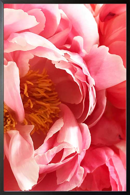 Beautiful vibrant pink flower Poster - Artdesign