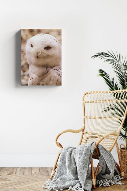 Serious owl Canvas in Interior