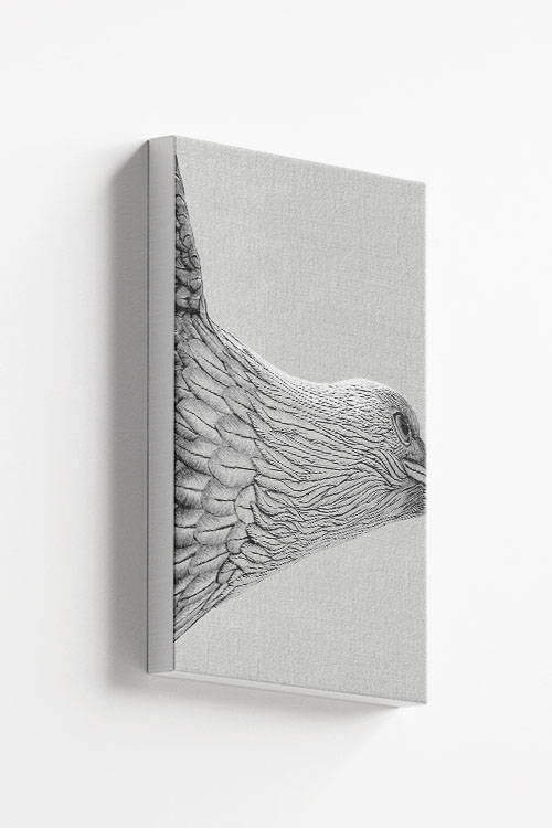 Accipitriformes Canvas