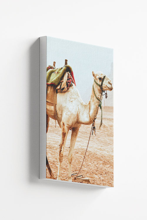 Travel camel stand up Canvas