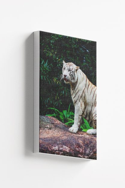 Albino tiger Canvas