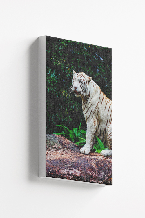 Albino tiger Canvas