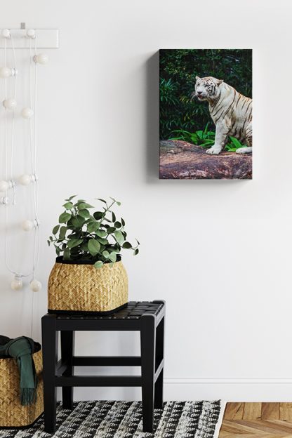 Albino tiger Canvas in Interior