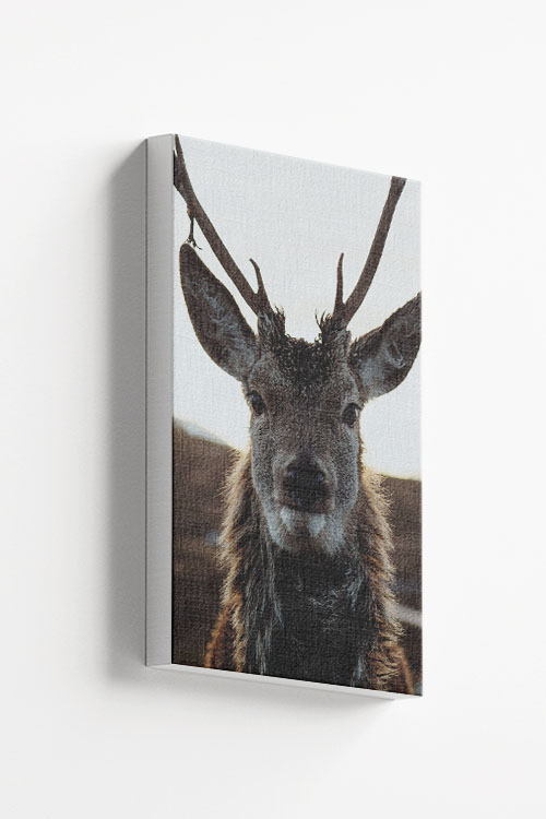 Deer front view 2 Canvas