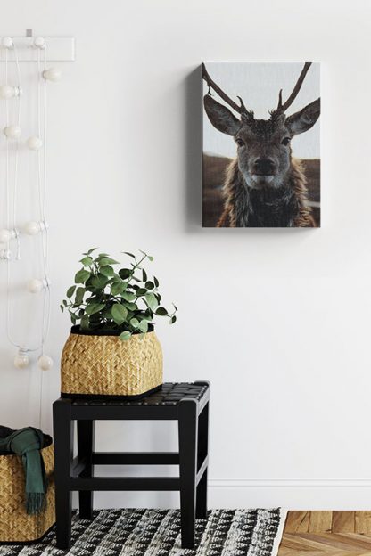 Deer front view 2 Canvas in Interior