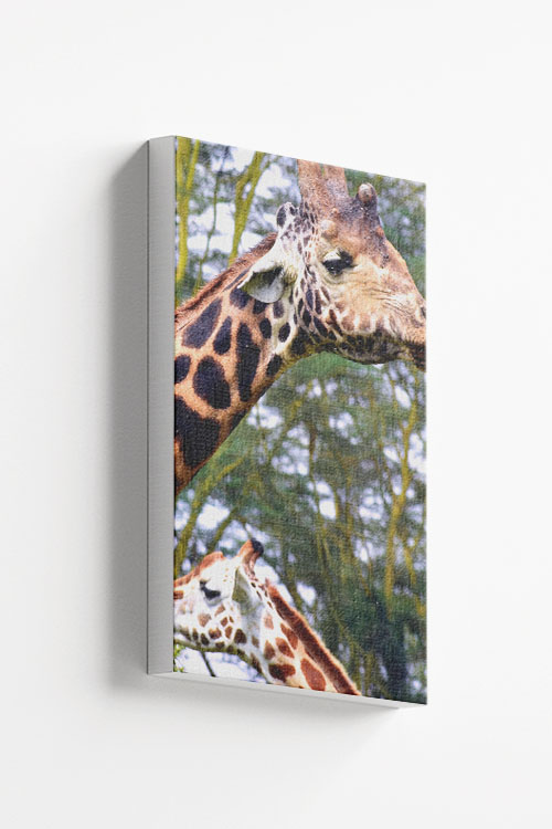 Giraffe Close view Canvas