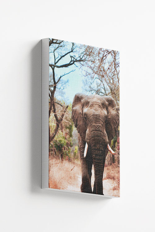 Elephant in dry tree background Canvas