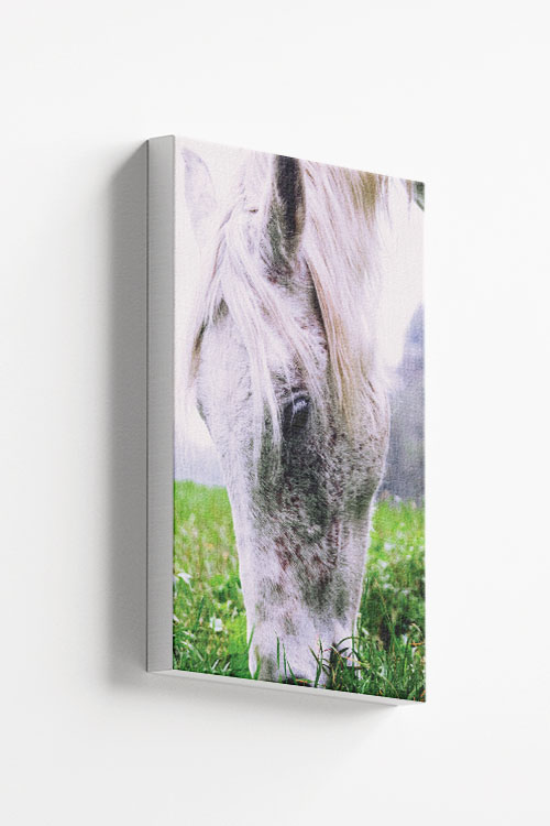 Horse eating grass Canvas - Artdesign