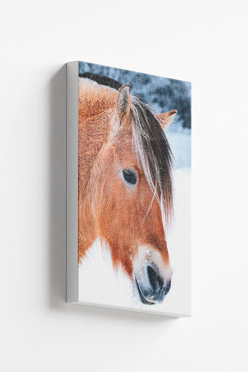 Beautiful horse Canvas