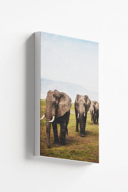 3 Elephant Canvas