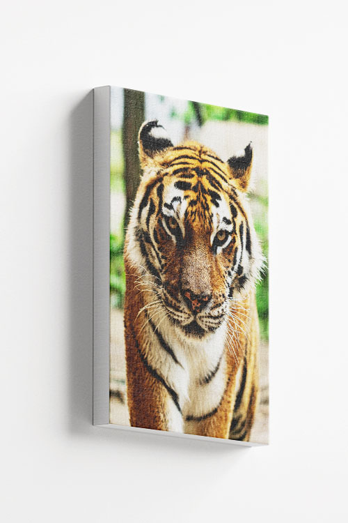 Wild tiger Canvas