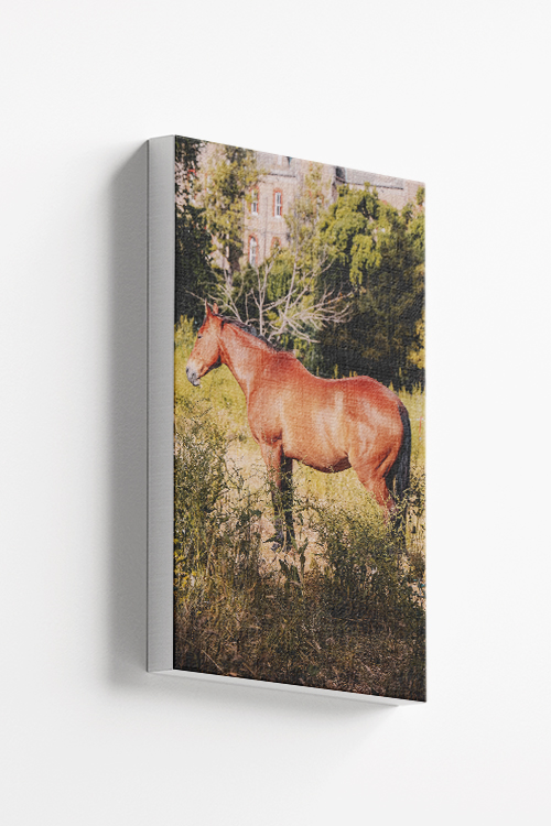 Aesthetic horse Canvas