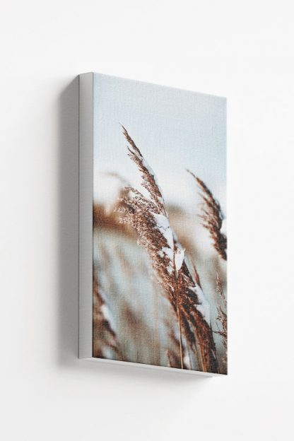 Pampas Grass Canvas