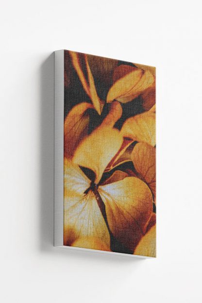 Phlox Canvas