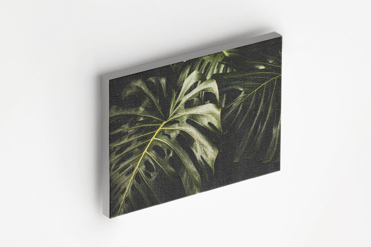 Tropical Leaf awesome photo Canvas