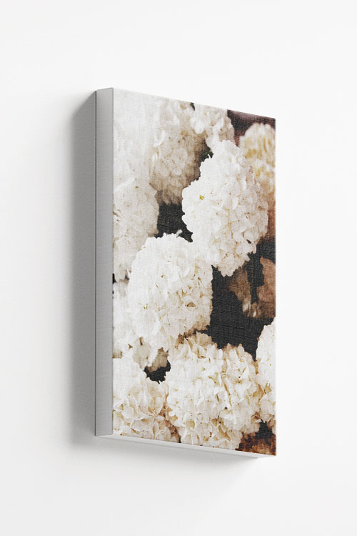 Yellowish hydrangea Canvas