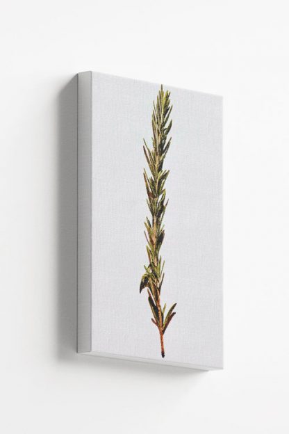 Juniper Canvas