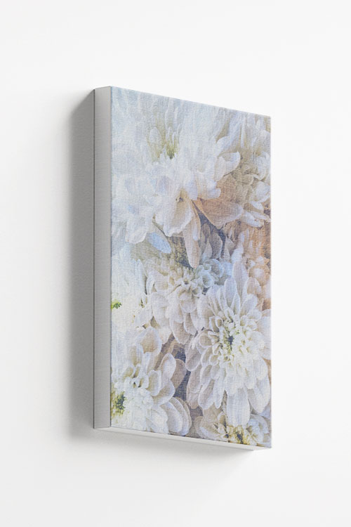 White dahlias canvas