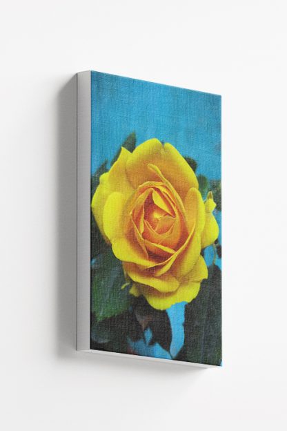 Fresh yellow rose canvas