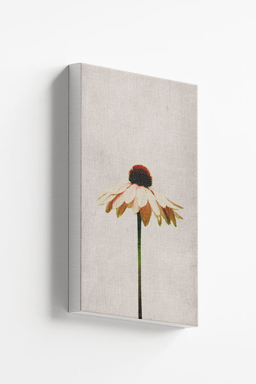 Single flower in gray background canvas