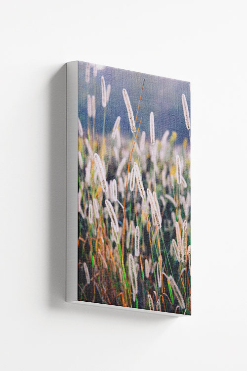 Feather reed grass canvas