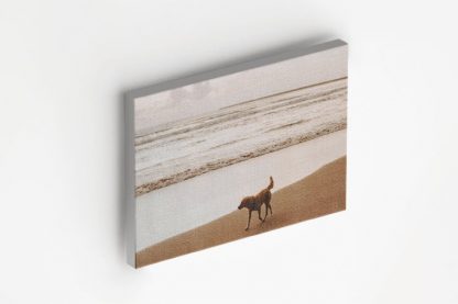 Dog on beach canvas