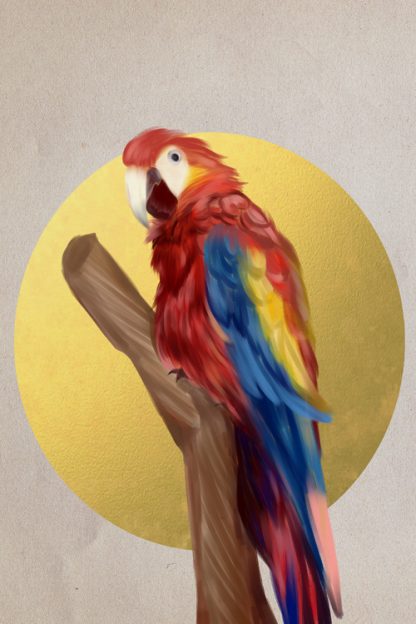 Birds collection Parrot Poster