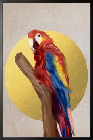 Birds collection Parrot Poster